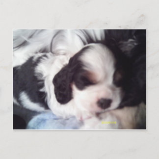 Tri-Cocker spaniel Welpe Postkarte