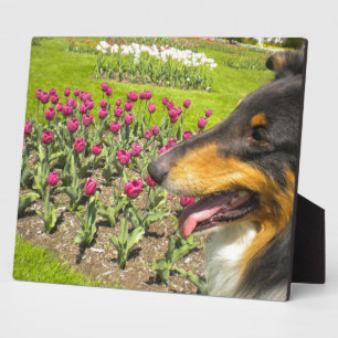 Tri Collie N. Tulips Foto Plaque Fotoplatte