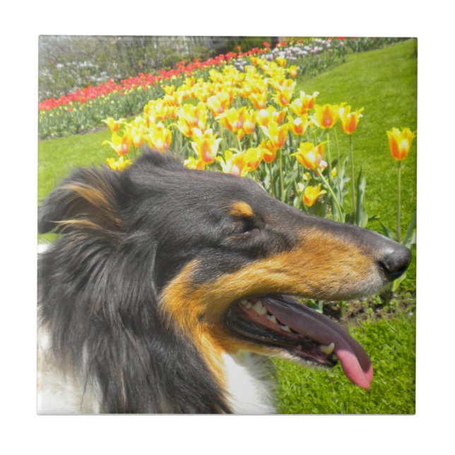 Tri Collie N. Tulips Tile Trivet Fliese (Vorderseite)