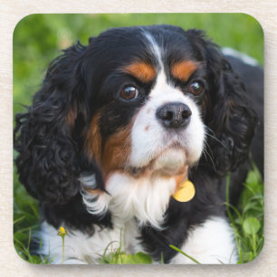 Tri Color Cavalier King Charles Spaniel Dog Getränkeuntersetzer