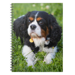 Tri Color Cavalier King Charles Spaniel Dog Notizblock