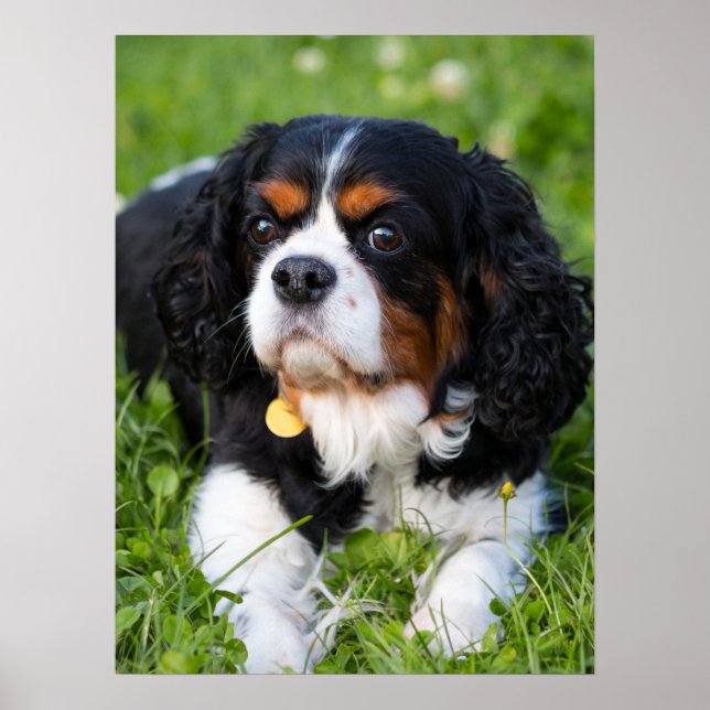 Tri Color Cavalier King Charles Spaniel Dog Poster (Vorne)