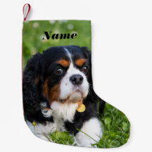 Tri Color Cavalier König Charles Spaniel Hund
