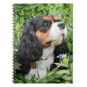 Tri Color Cavalier König Charles Spaniel Hund Notizblock