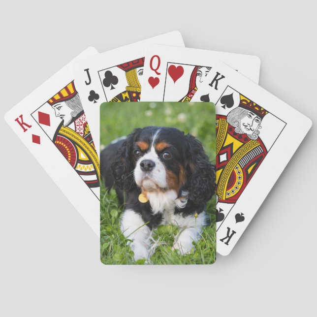 Tri Color Cavalier König Charles Spaniel Hund Spielkarten (Rückseite)