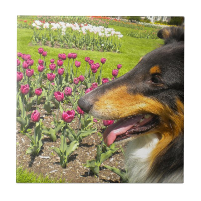 Tri-color Collie N Tulips Tile Trivet Fliese (Vorderseite)