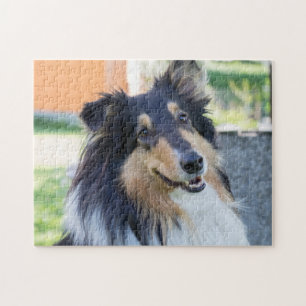 Tri Color Collie Welpenhund