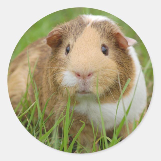 Tri Color Guinea Pig Runder Aufkleber (Vorderseite)