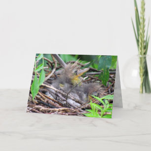 Tri Color Heron Chick Karte