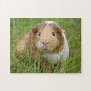 Tri Color Pet Guinea Schweinchen im Gras