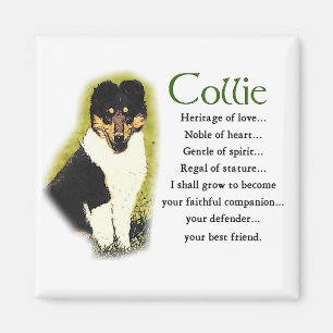 Tri Color Rough Collie Geschenke Magnet