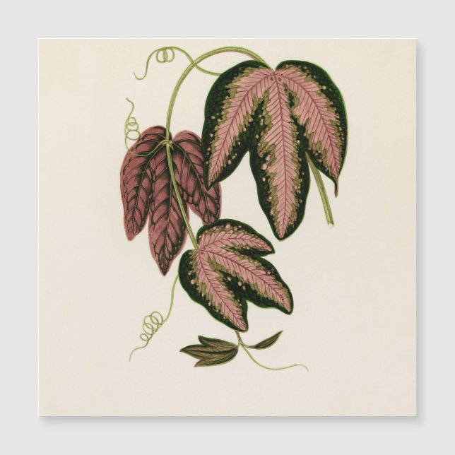 Tri-farbener Passion Vine (Passiflora Trifasciata) Magnetkarte (Vorderseite)