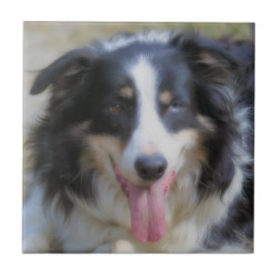 Tri farbige Border-Collie Tier Fliese