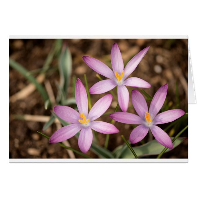 Triangle de crocus de lavande (Devant horizontal)