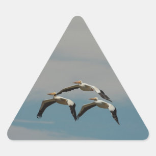 Triangulaire Sticker Pélican volant