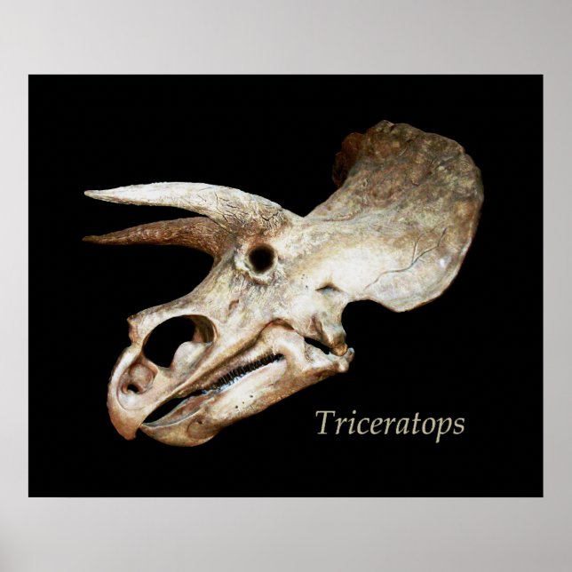 Triceratops Skull Poster (Vorne)