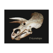 Tricerops Skull Postcard