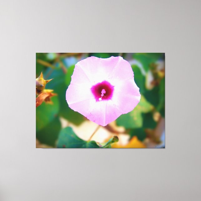 Trichterwinde in Rosa Leinwanddruck (Vorderseite)