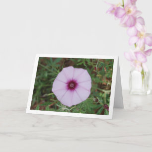 Trichterwinde, Mallow Winde Wildblume Karte
