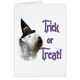 Trick de Sealyham Terrier