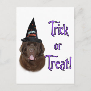 Trick für Neufundland (braun) Postkarte