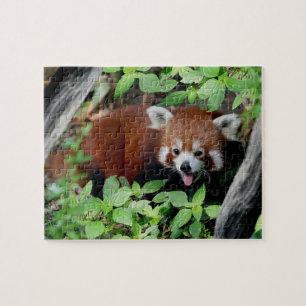 Tricksy Red Panda