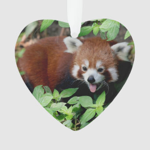 Tricksy Red Panda, individuell einstellbar Ornament