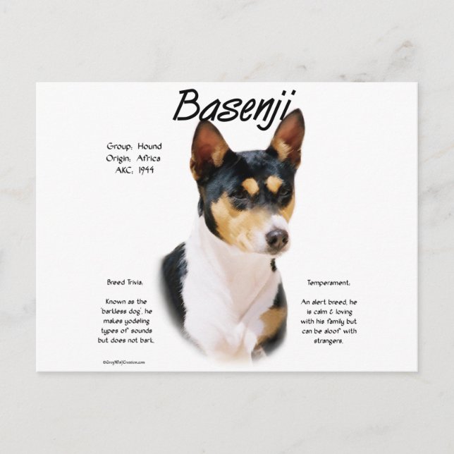 Tricolor Basenji Geschichte, Alles über Basenjis Postkarte (Vorderseite)