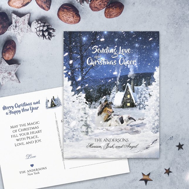 Tricolor Collie & Lambs - Schneezeit - Urlaub Postkarte (Von Creator hochgeladen)