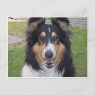 Tricolor grobe Collie Postkarte