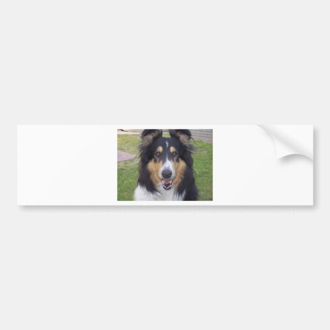 Tricolor rauer Collie Autoaufkleber (Vorne)
