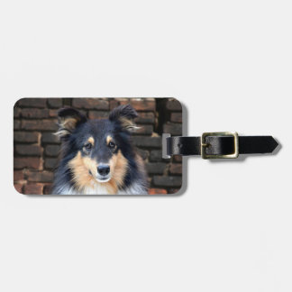 Tricolor Sheltie face Gepäckanhänger