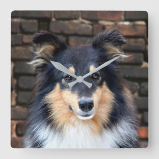 Tricolor Sheltie face Quadratische Wanduhr