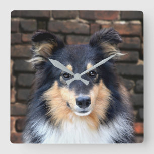 Tricolor Sheltie stellen gegenüber Quadratische Wanduhr