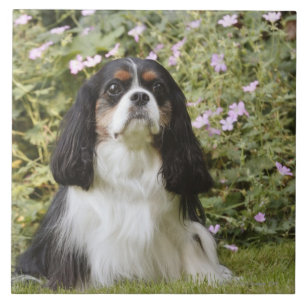 Tricolour unbekümmerter Königcharles Spaniel auf Fliese