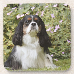 Tricolour unbekümmerter Königcharles Spaniel auf Getränkeuntersetzer