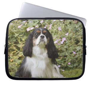 Tricolour unbekümmerter Königcharles Spaniel auf Laptopschutzhülle