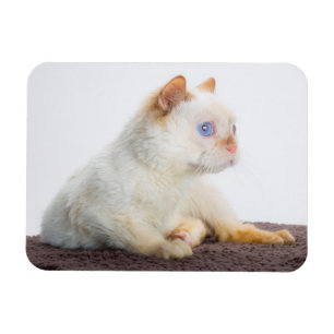 Trident der Katzen-Magnet 02 Magnet