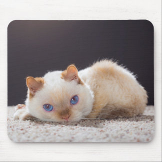 Trident le tapis de souris 01 de chat