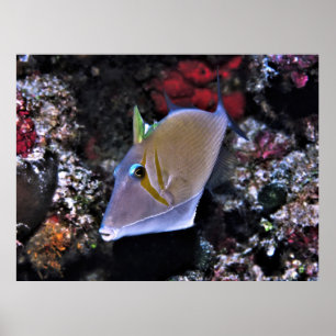 Triggerfisch Poster