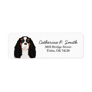 Trikolore Cavalier King Charles Spaniel Return