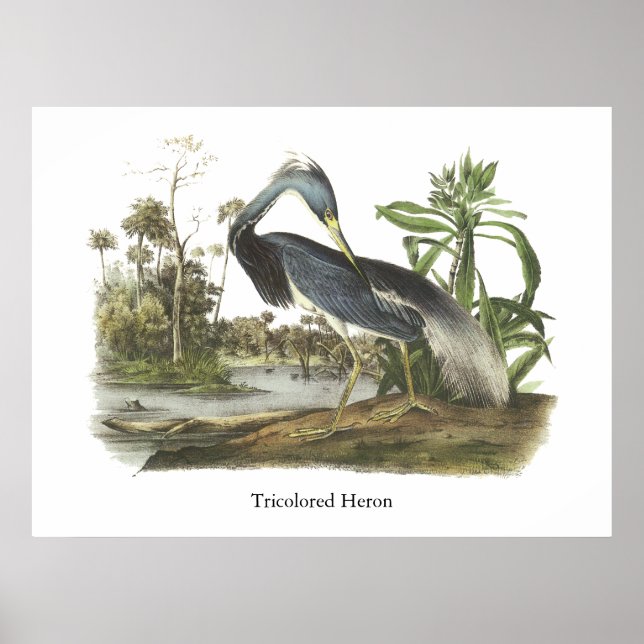 Trikolore Heron, John Audubon Poster (Vorne)