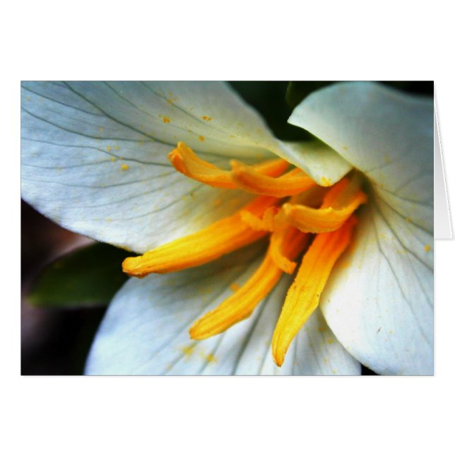 Trillium (Vorderseite (Horizontal))