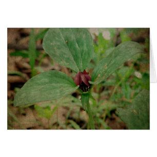 Trillium-Blume