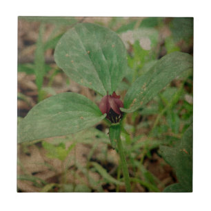 Trillium-Blume Fliese