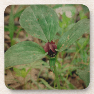 Trillium-Blume Getränkeuntersetzer