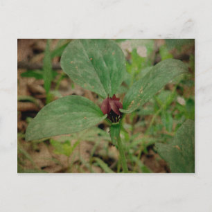 Trillium-Blume Postkarte