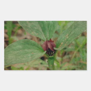 Trillium-Blume Rechteckiger Aufkleber