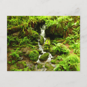 Trillium Falls at Redwood National Park Postkarte