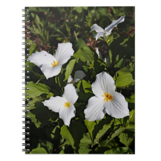 Trillium grandiflorum, Michigan's Obere Halbinsel Notizblock